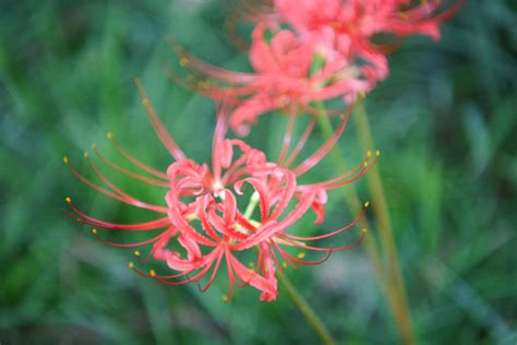 彼岸花 不吉|彼岸花有什么寓意，彼岸花开代表什么意思